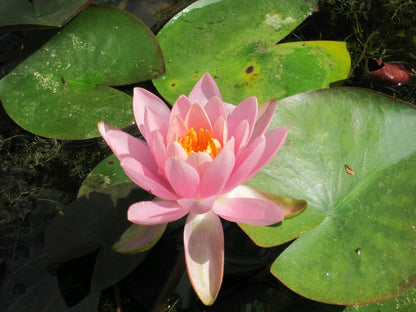 Nymphaea Odorata 'Firecrest' Water Lily - 3 Litre Pond Plant