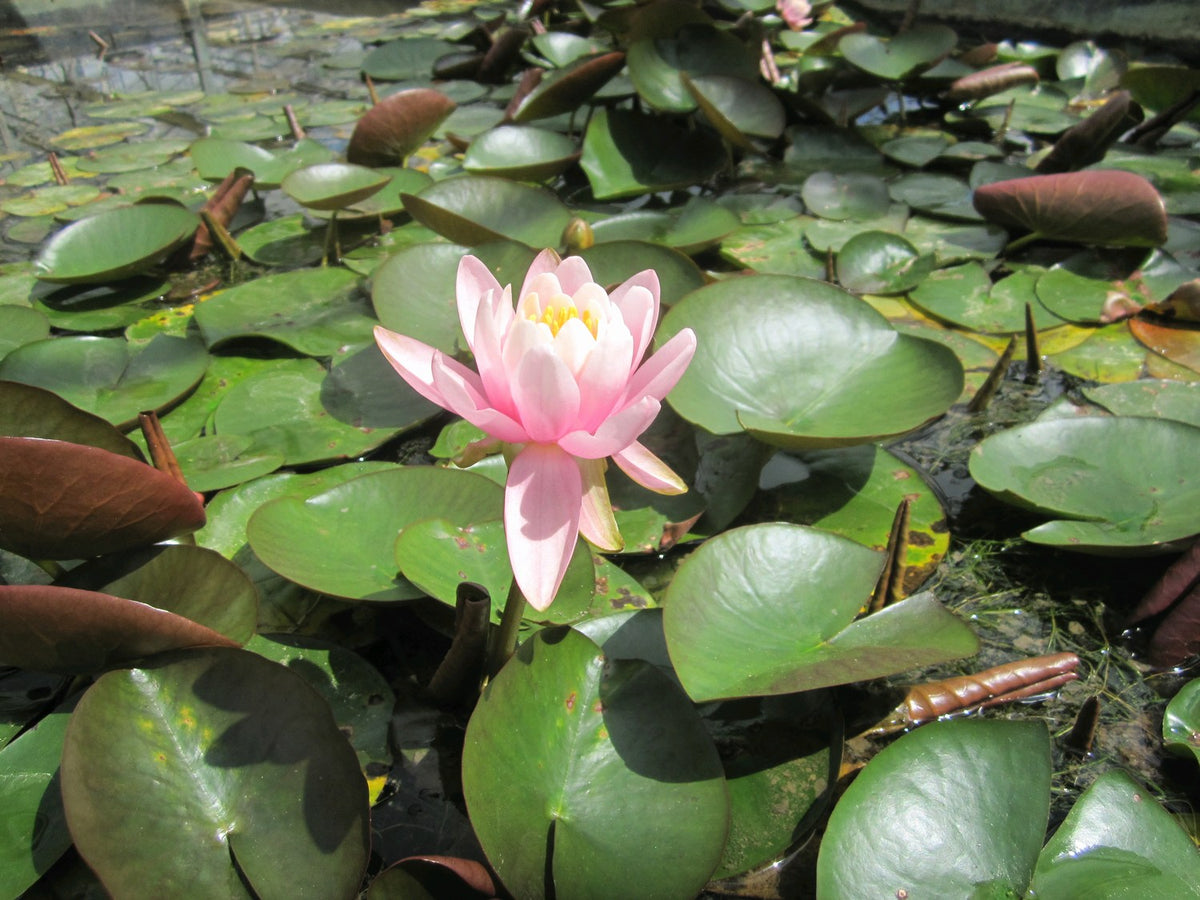 Nymphaea Odorata 'Firecrest' Water Lily - 3 Litre Pond Plant