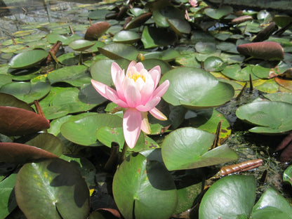 Nymphaea Odorata 'Firecrest' Water Lily - 3 Litre Pond Plant