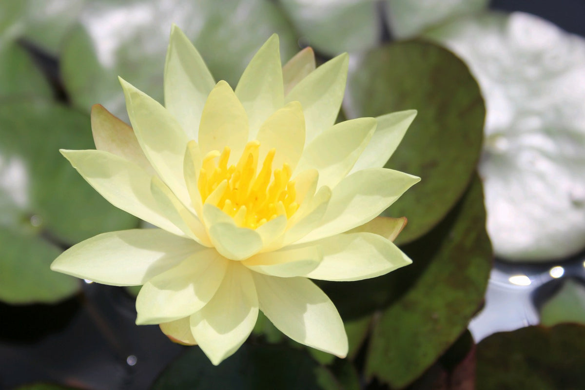 Nymphaea Odorata Sulphurea Water Lily
