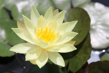 Nymphaea Odorata Sulphurea Water Lily