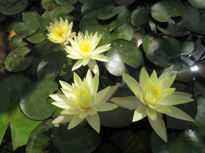 Nymphaea Odorata Sulphurea Water Lily