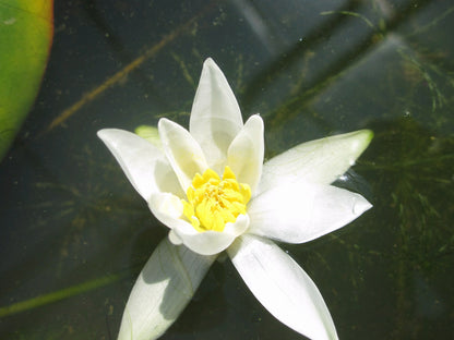 Nymphaea Pygmaea Alba Miniature White Water Lily