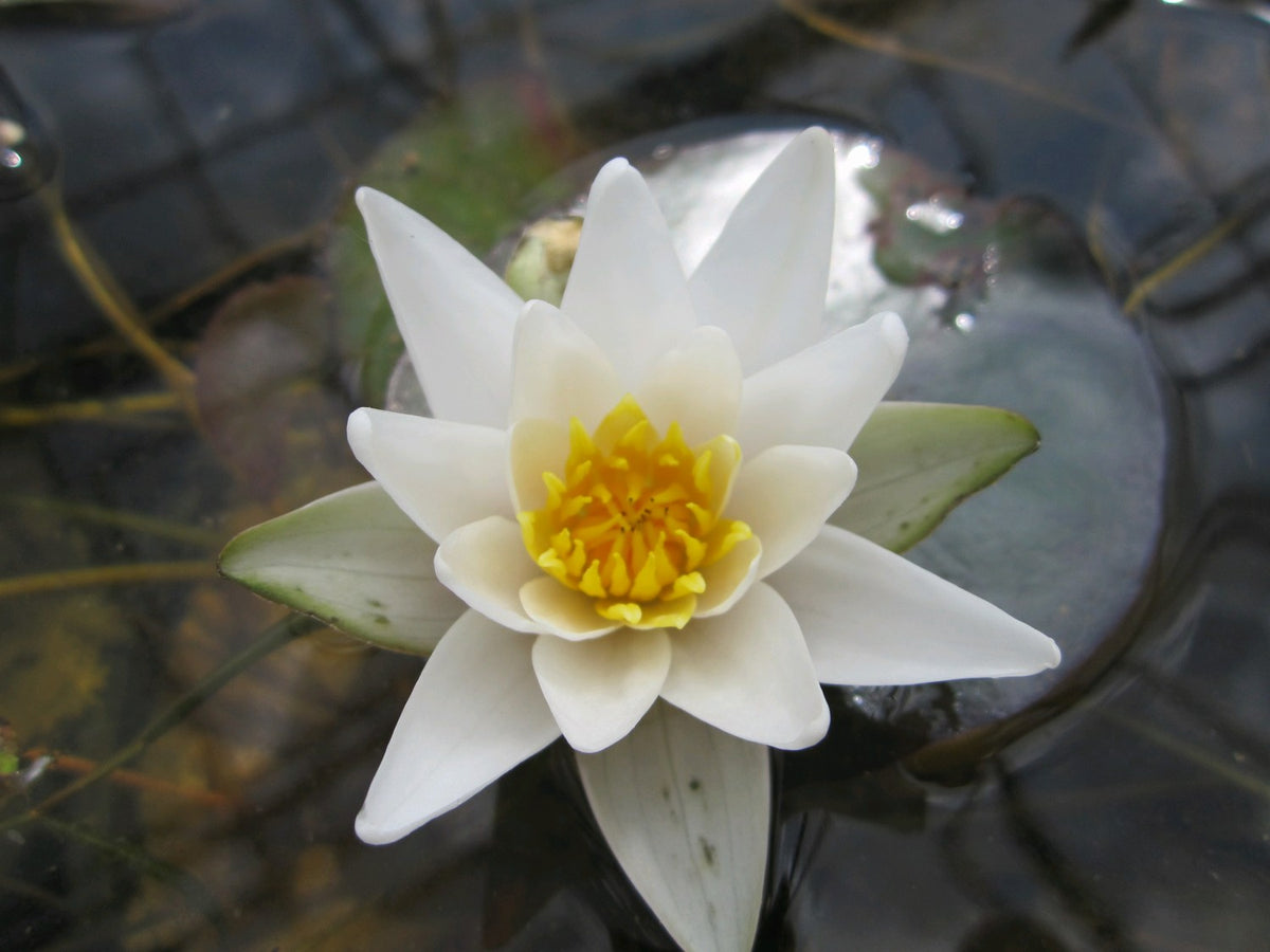 Nymphaea Pygmaea Alba Miniature White Water Lily