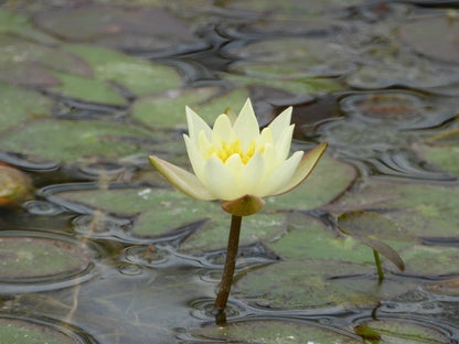 Nymphaea Pygmaea Helvola Miniature Water Lily