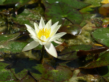 Nymphaea Pygmaea Helvola Miniature Water Lily