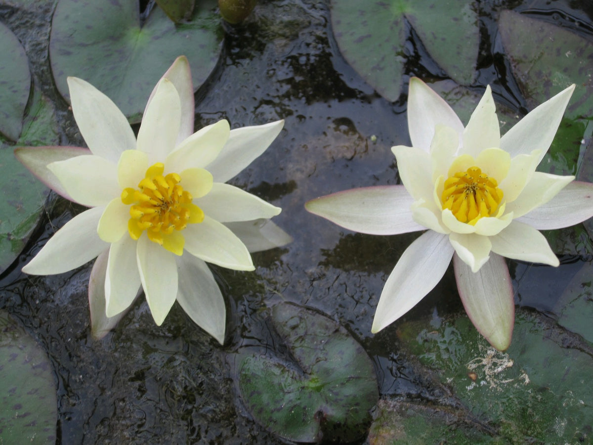 Nymphaea Pygmaea Helvola Miniature Water Lily
