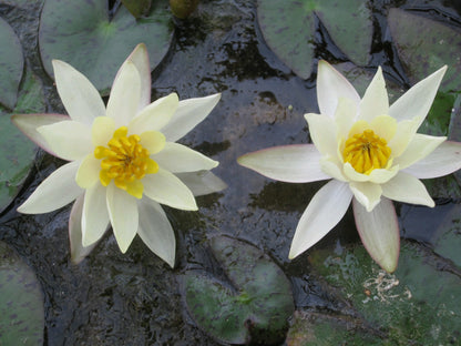 Nymphaea Pygmaea Helvola Miniature Water Lily