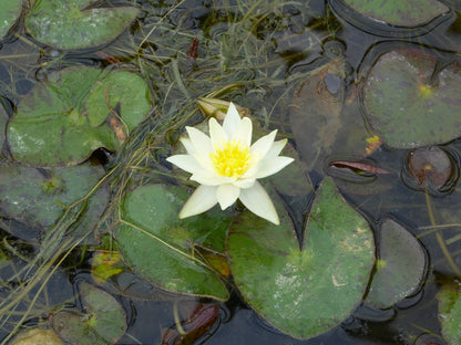 Nymphaea Pygmaea Helvola Miniature Water Lily