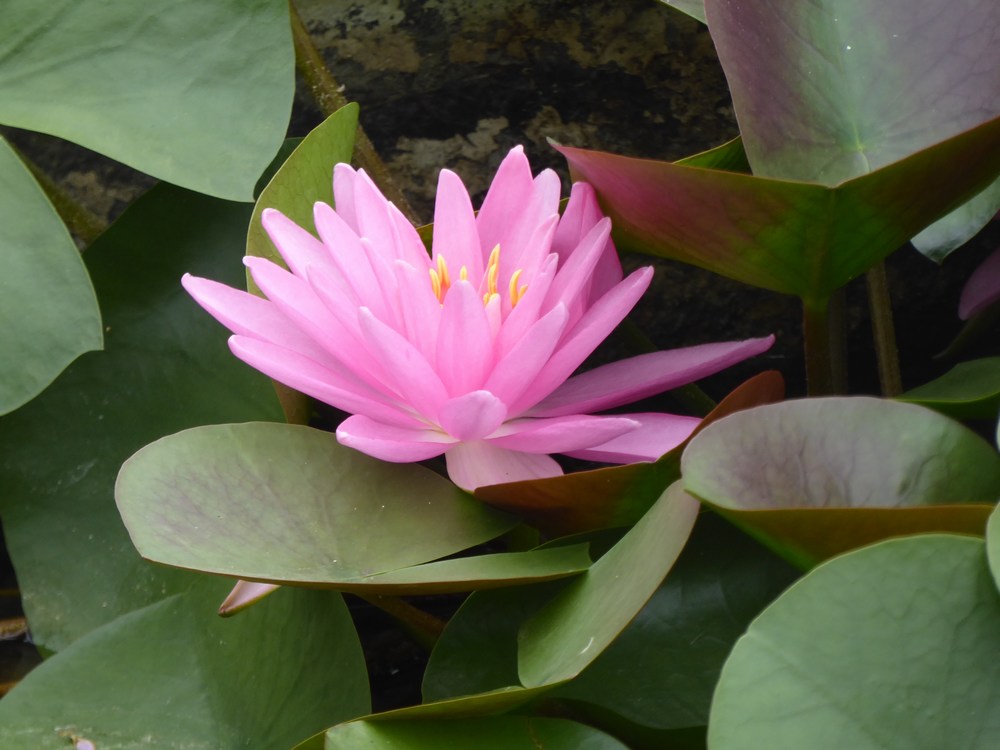 Nymphaea 'Rose Arey' Water Lily - 3 Litre Pot