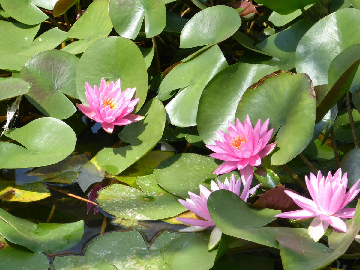 Nymphaea 'Rose Arey' Water Lily - 3 Litre Pot