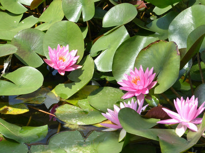 Nymphaea 'Rose Arey' Water Lily - 3 Litre Pot