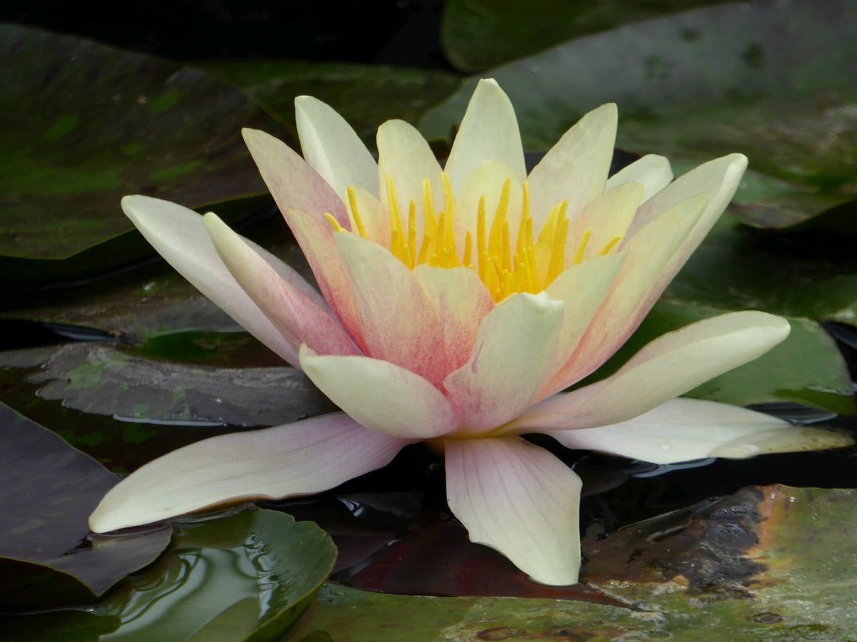 Nymphaea Sioux Water Lily - 3 Litre Pond Plant