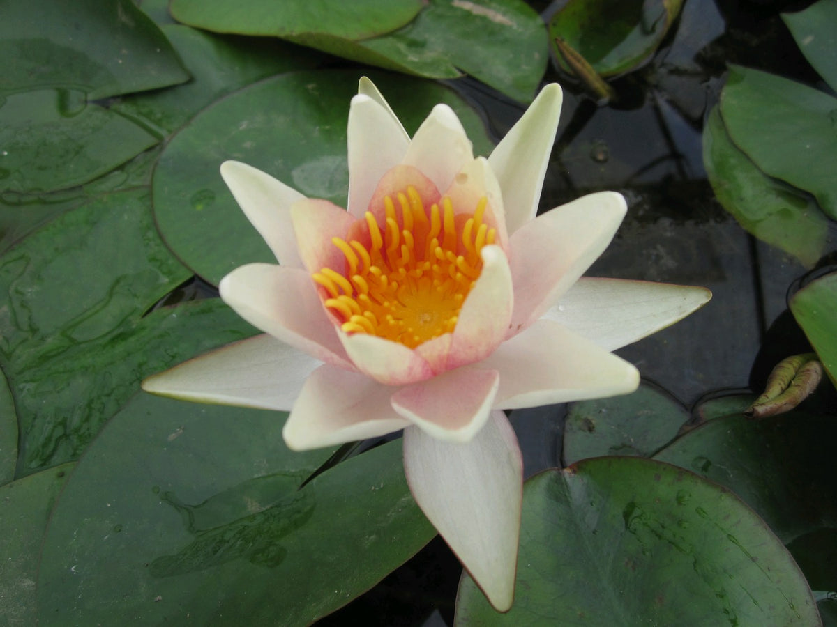 Nymphaea Sioux Water Lily - 3 Litre Pond Plant
