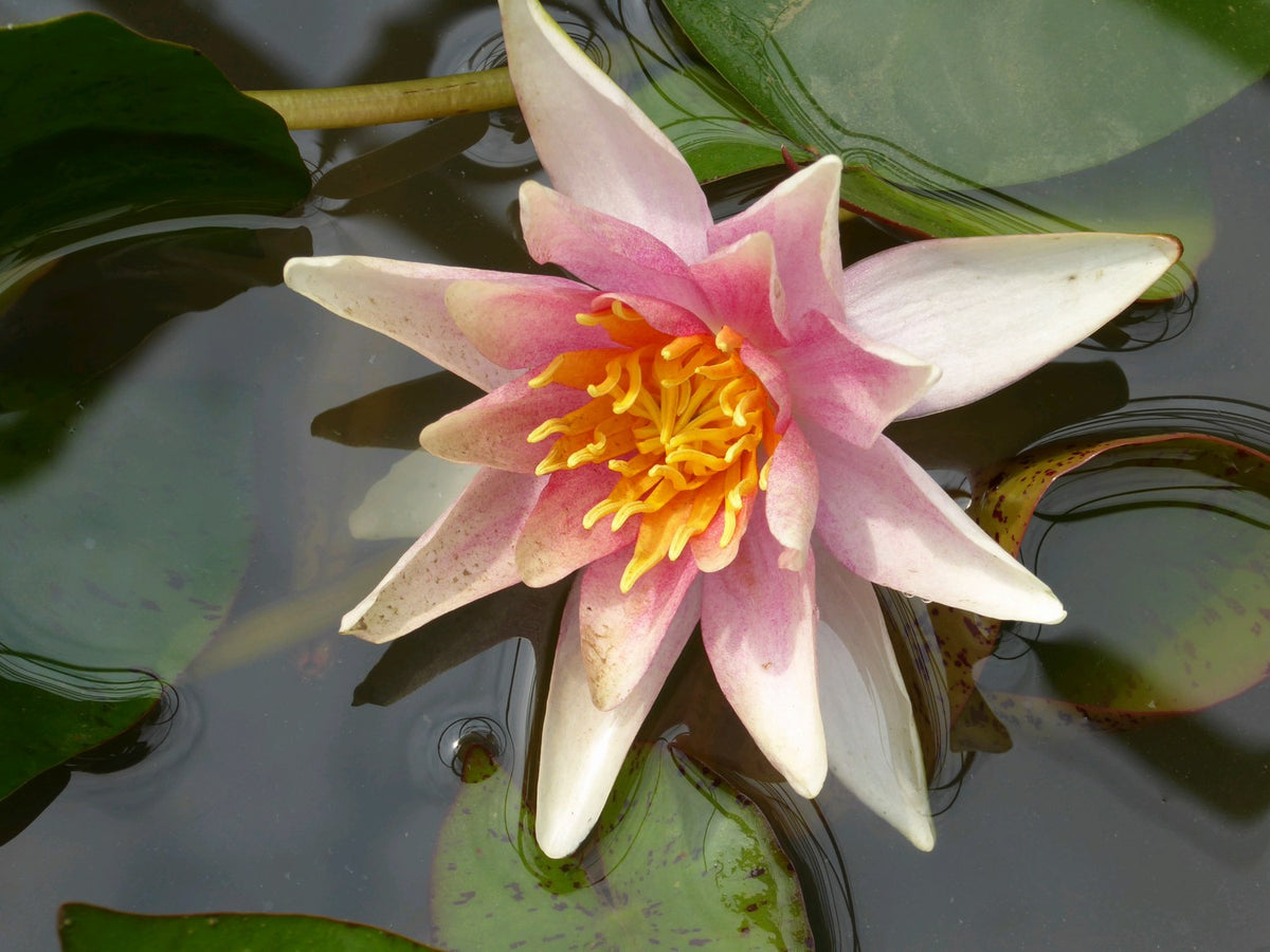 Nymphaea Sioux Water Lily - 3 Litre Pond Plant