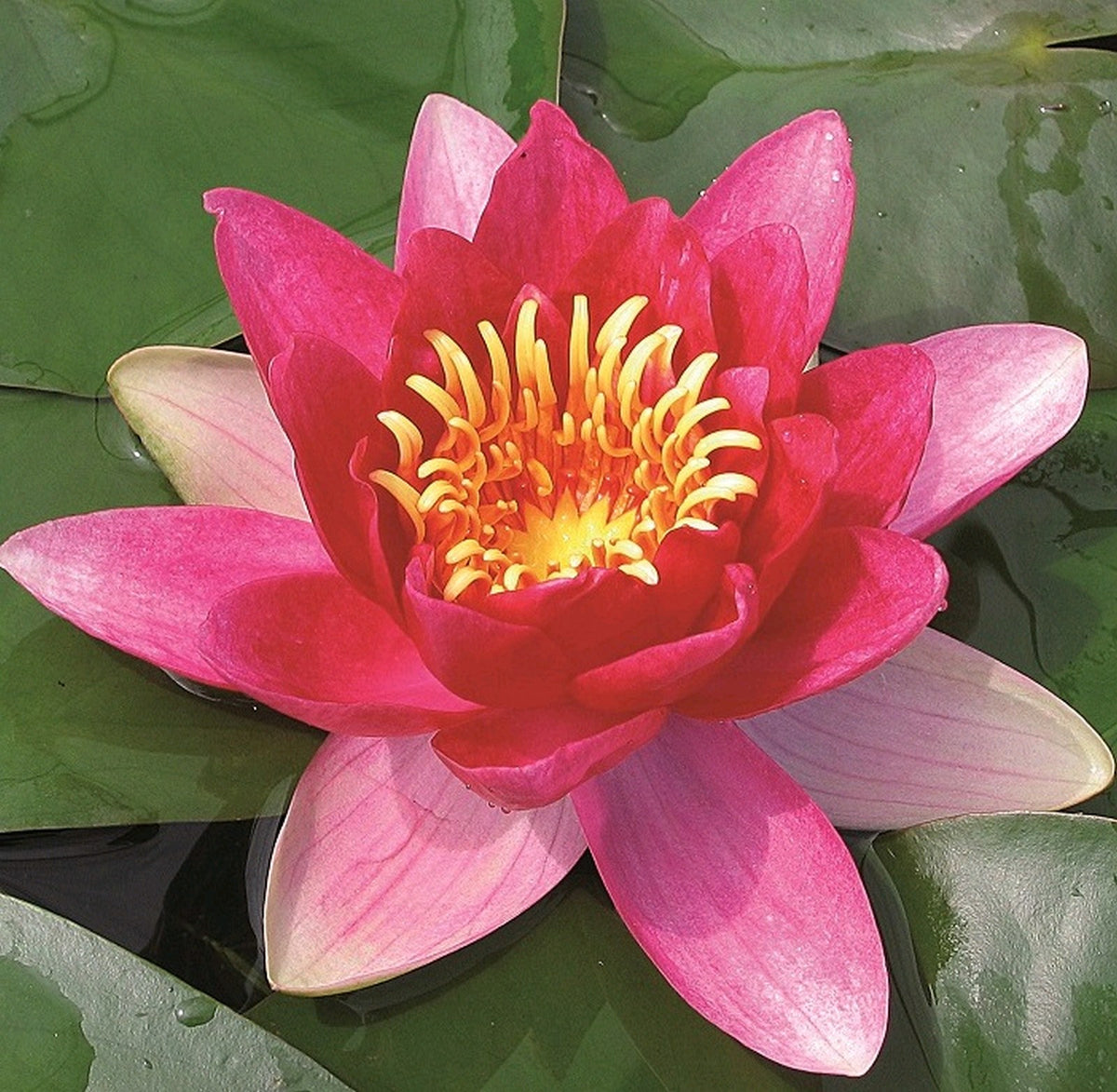Nymphaea Vesuve Red Water Lily (3 Litre Pot)
