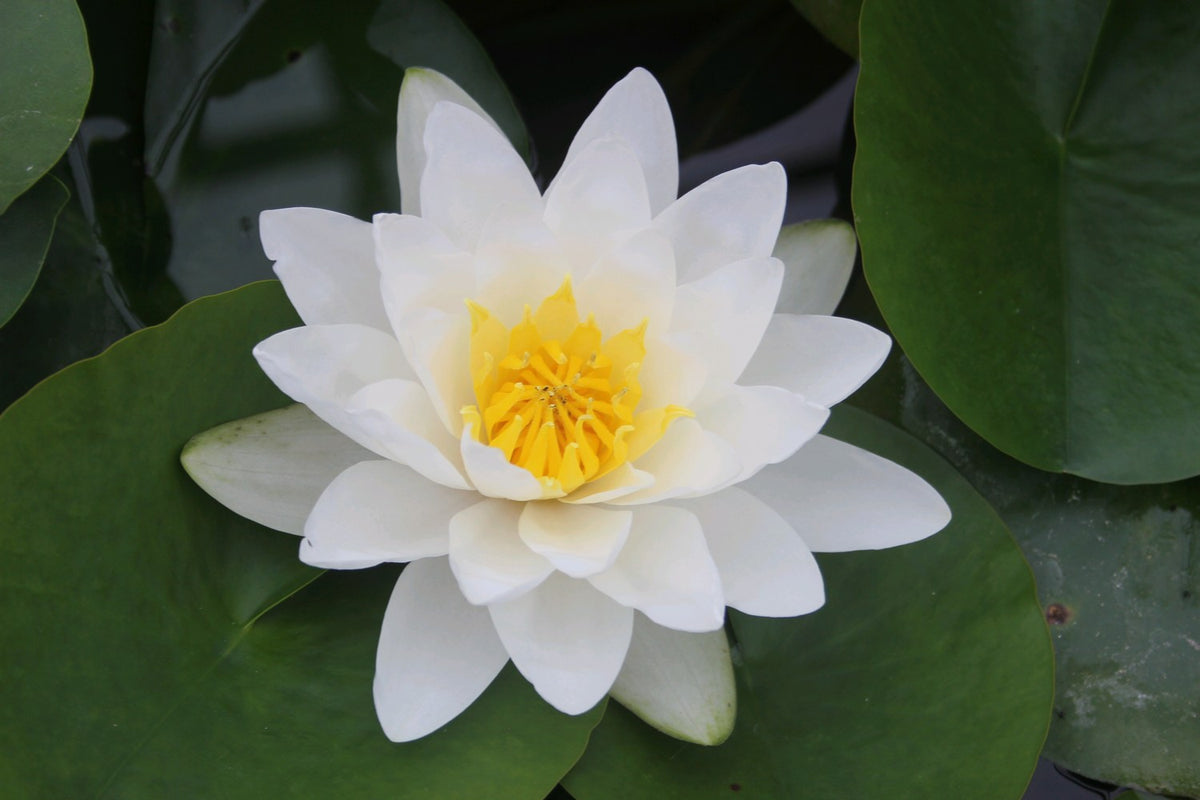 Nymphaea Virginalis Hardy White Water Lily