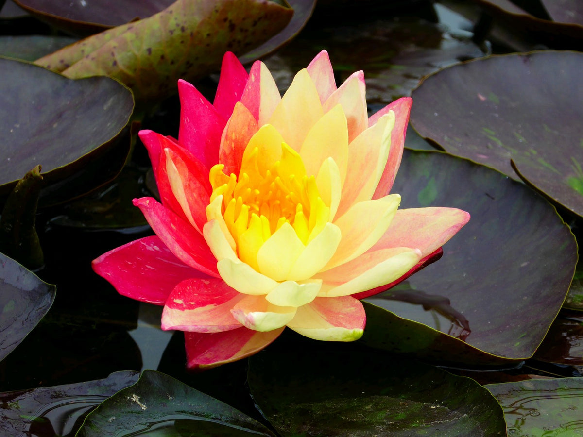 Nymphaea Wanvisa Water Lily (3 Litre)