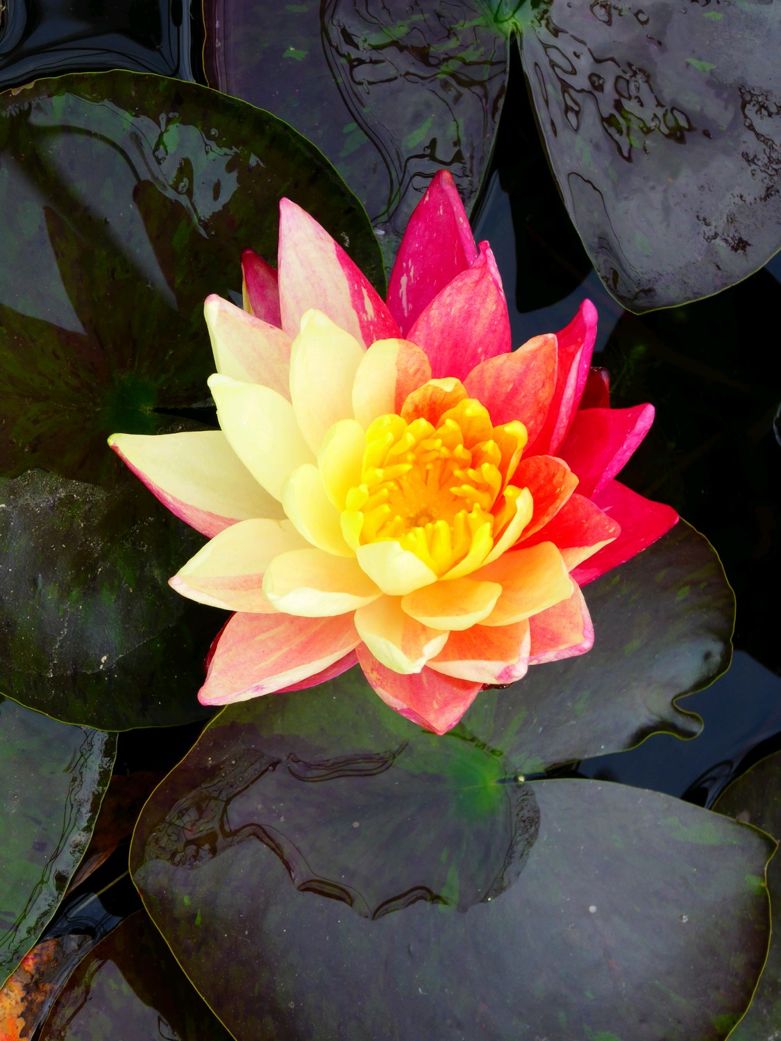 Nymphaea Wanvisa Water Lily (3 Litre)