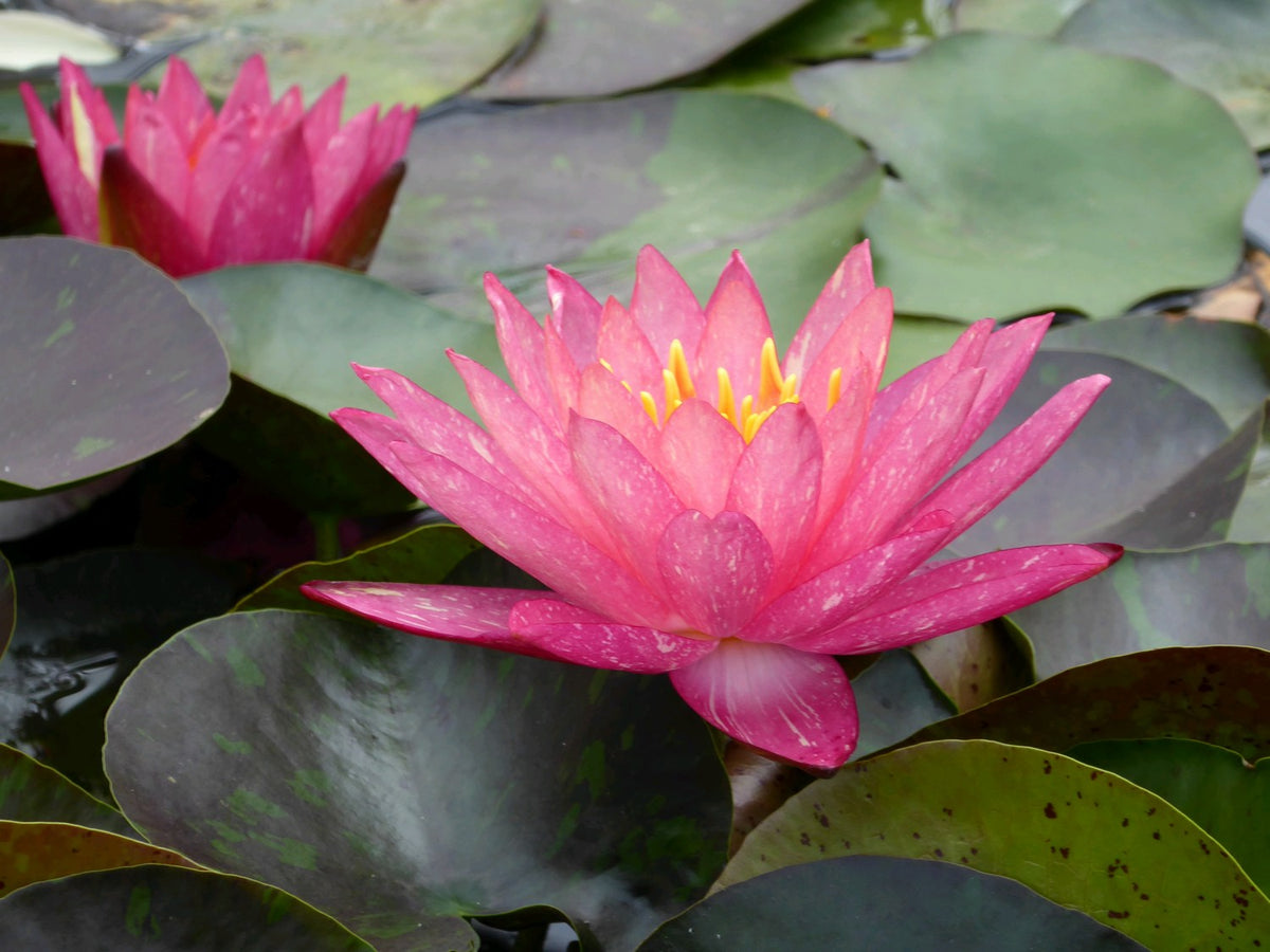 Nymphaea Wanvisa Water Lily (3 Litre)