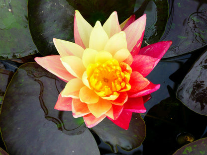 Nymphaea Wanvisa Water Lily (3 Litre)