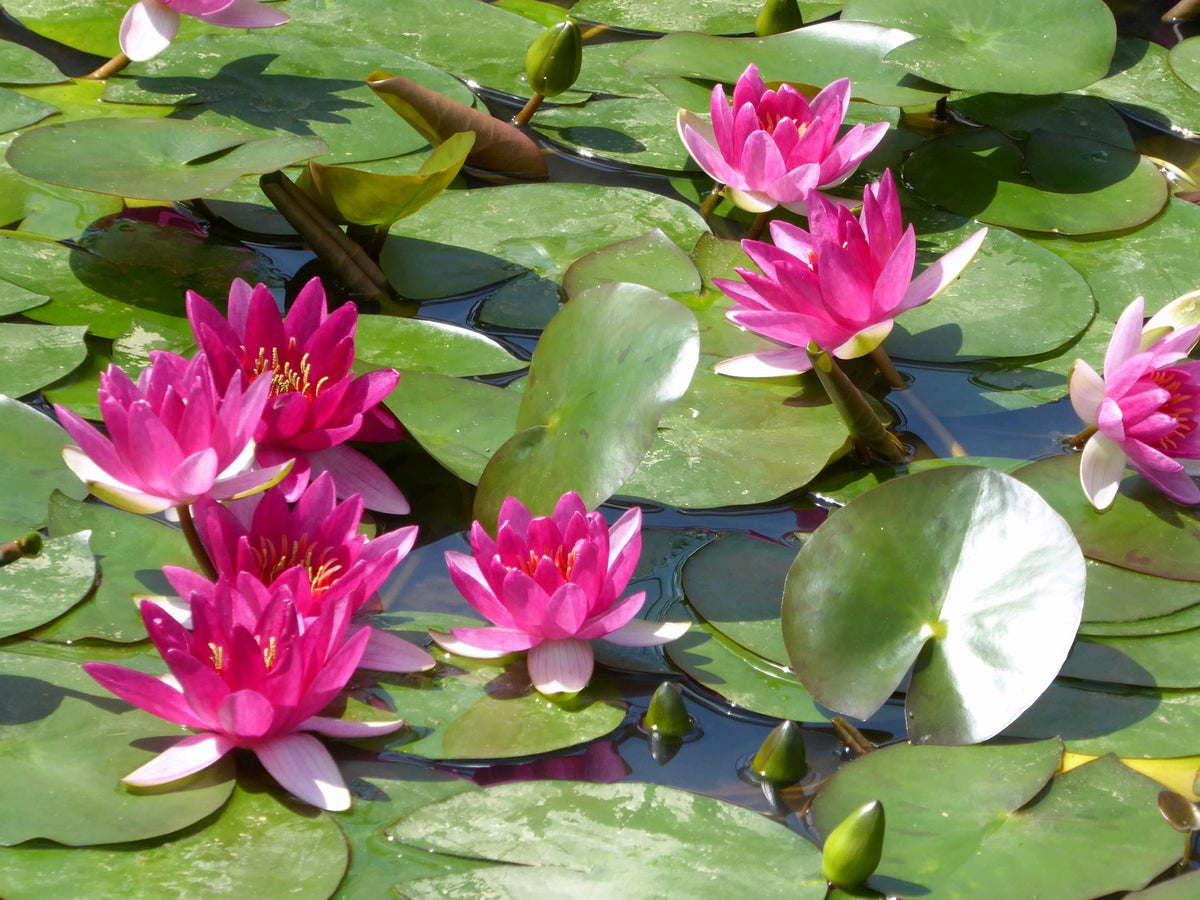 Nymphaea Xiafei Red Water Lily