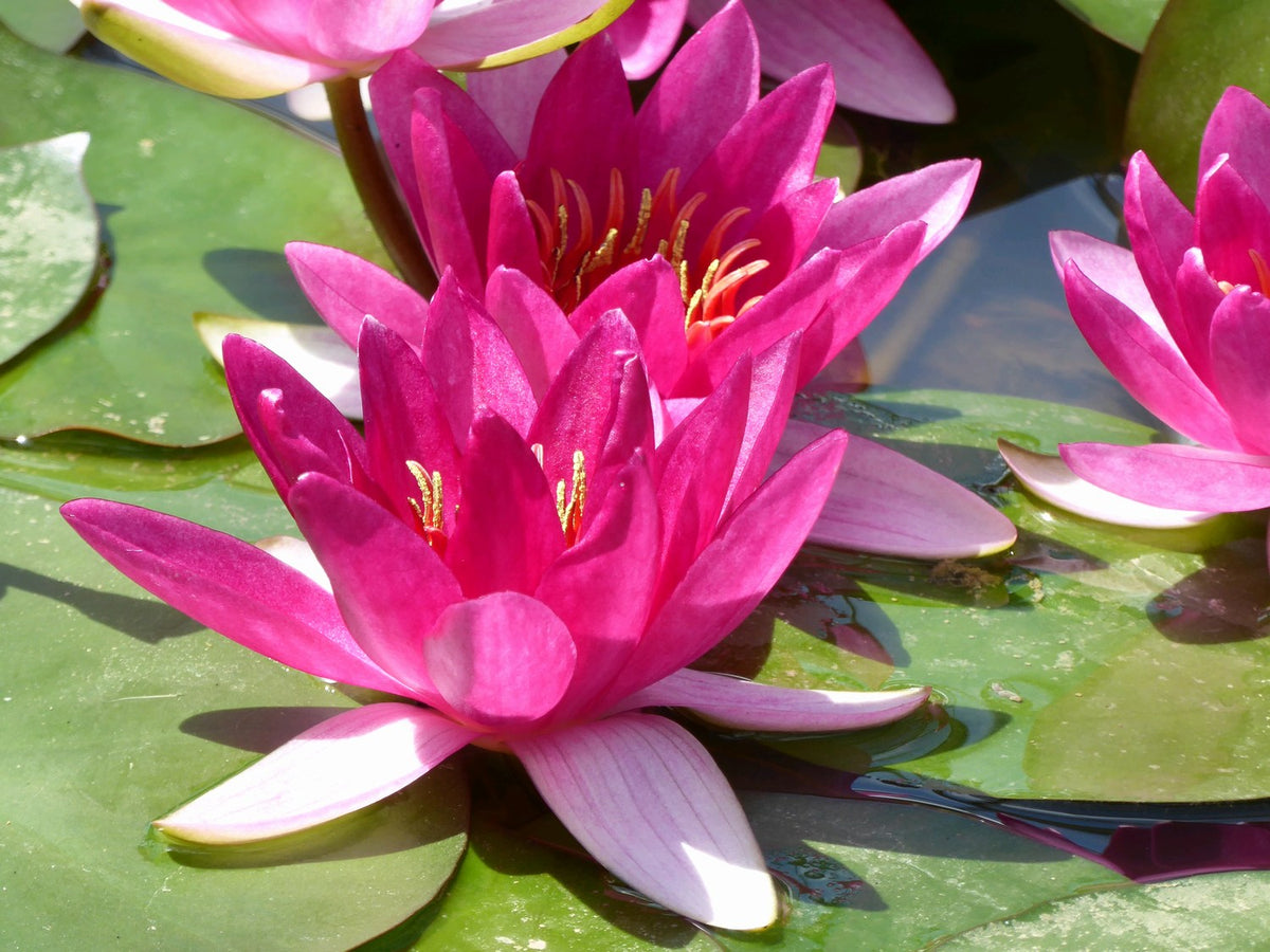 Nymphaea Xiafei Red Water Lily