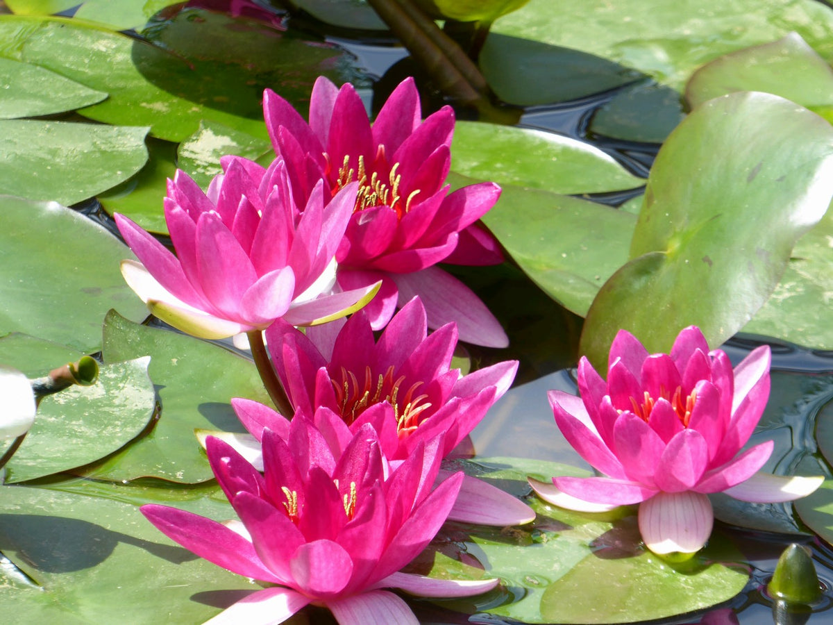 Nymphaea Xiafei Red Water Lily