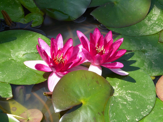Nymphaea Xiafei Red Water Lily