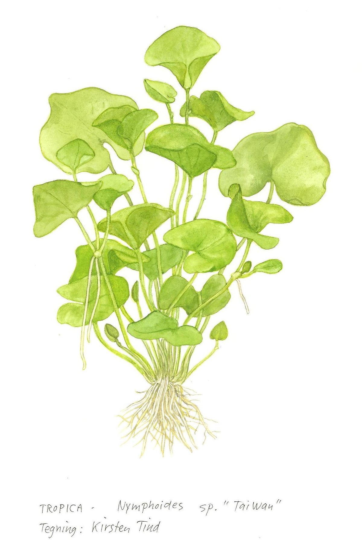 Nymphoides hydrophylla 'Taiwan' — 1-2-Grow!