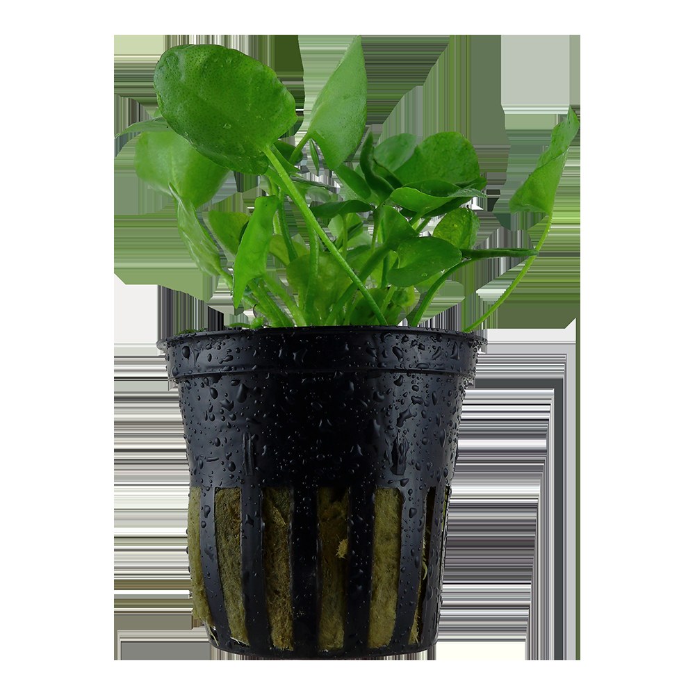 Nymphoides hydrophylla 'Taiwan' — Potted