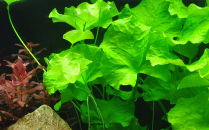 Nymphoides hydrophylla 'Taiwan' — Potted