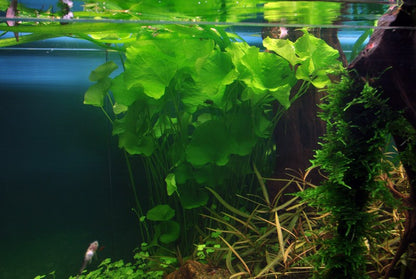 Nymphoides hydrophylla 'Taiwan' — Potted