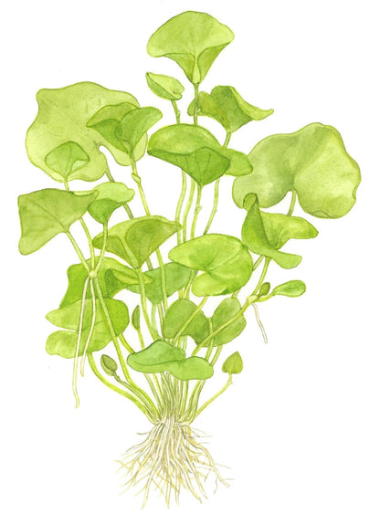 Nymphoides hydrophylla 'Taiwan' — Potted