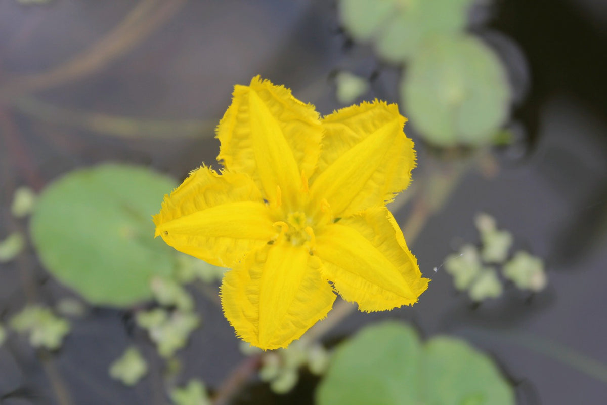 Nymphoides peltata Deep Water Pond Plant - 1 Litre Potted