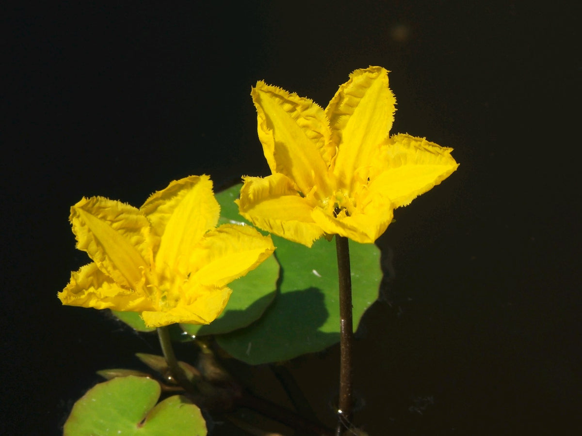 Nymphoides peltata Deep Water Pond Plant - 1 Litre Potted