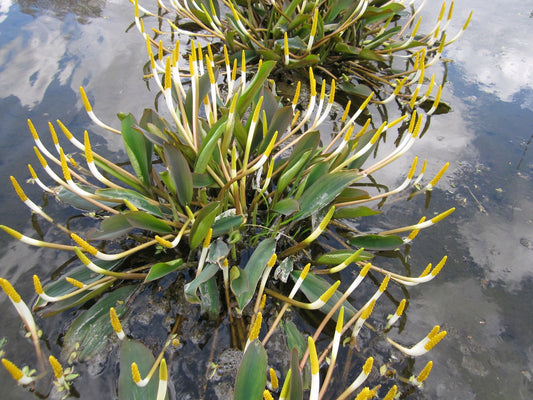 Orontium aquaticum Marginal Pond Plant (1 Litre or 3 Litre Basket)