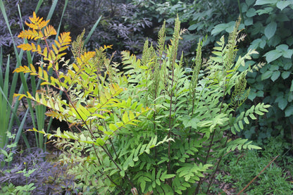 Osmunda regalis Pond Fern - Pack of 3 (9cm Pot)