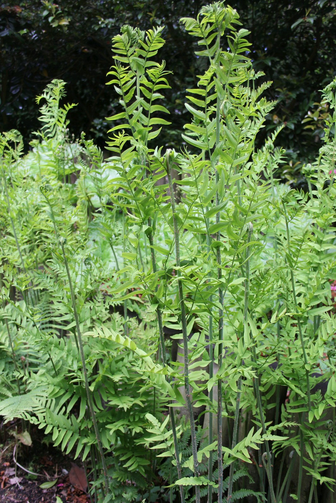 Osmunda regalis Pond Fern - Pack of 3 (9cm Pot)