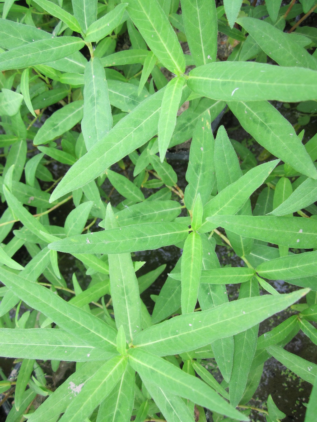 Persicaria amphibia Marginal Pond Plant