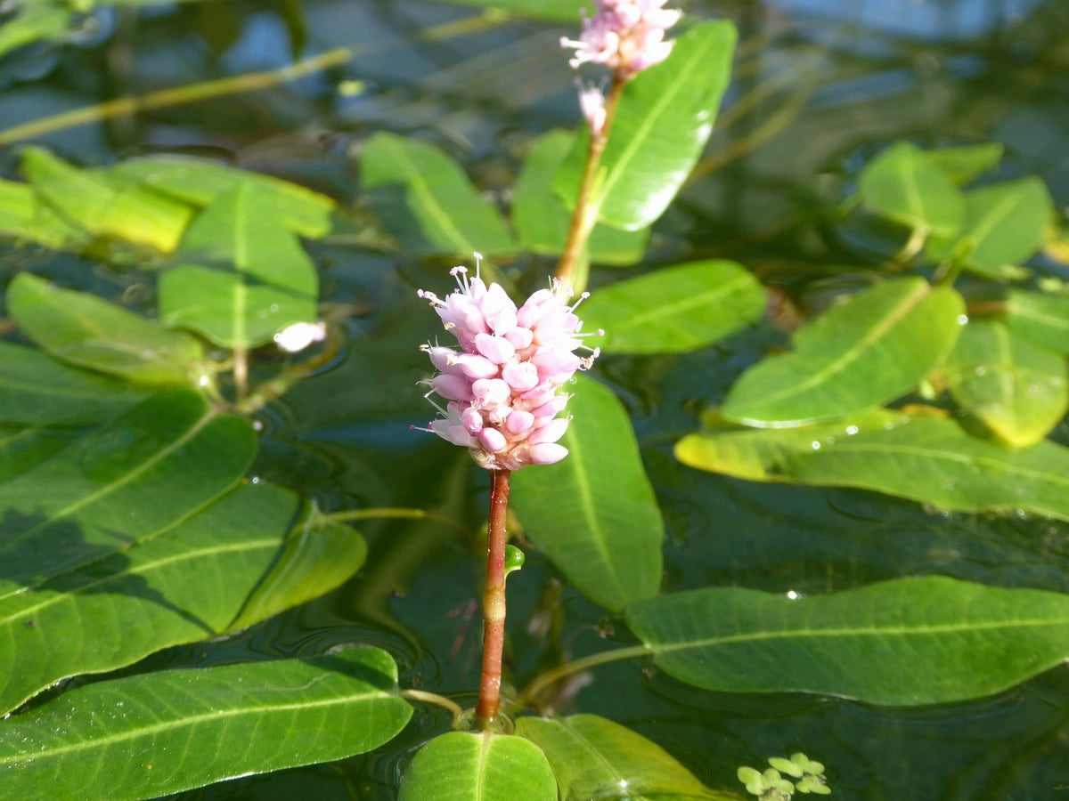 Persicaria amphibia Marginal Pond Plant