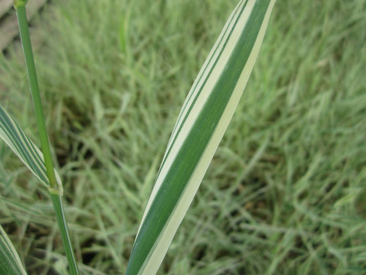 Phalaris arundinacea var picta - Variegated Marginal Pond Grass