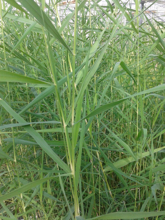 Phragmites australis (Common Reed) Marginal Pond Plant, Pack of 3, 9cm Pot