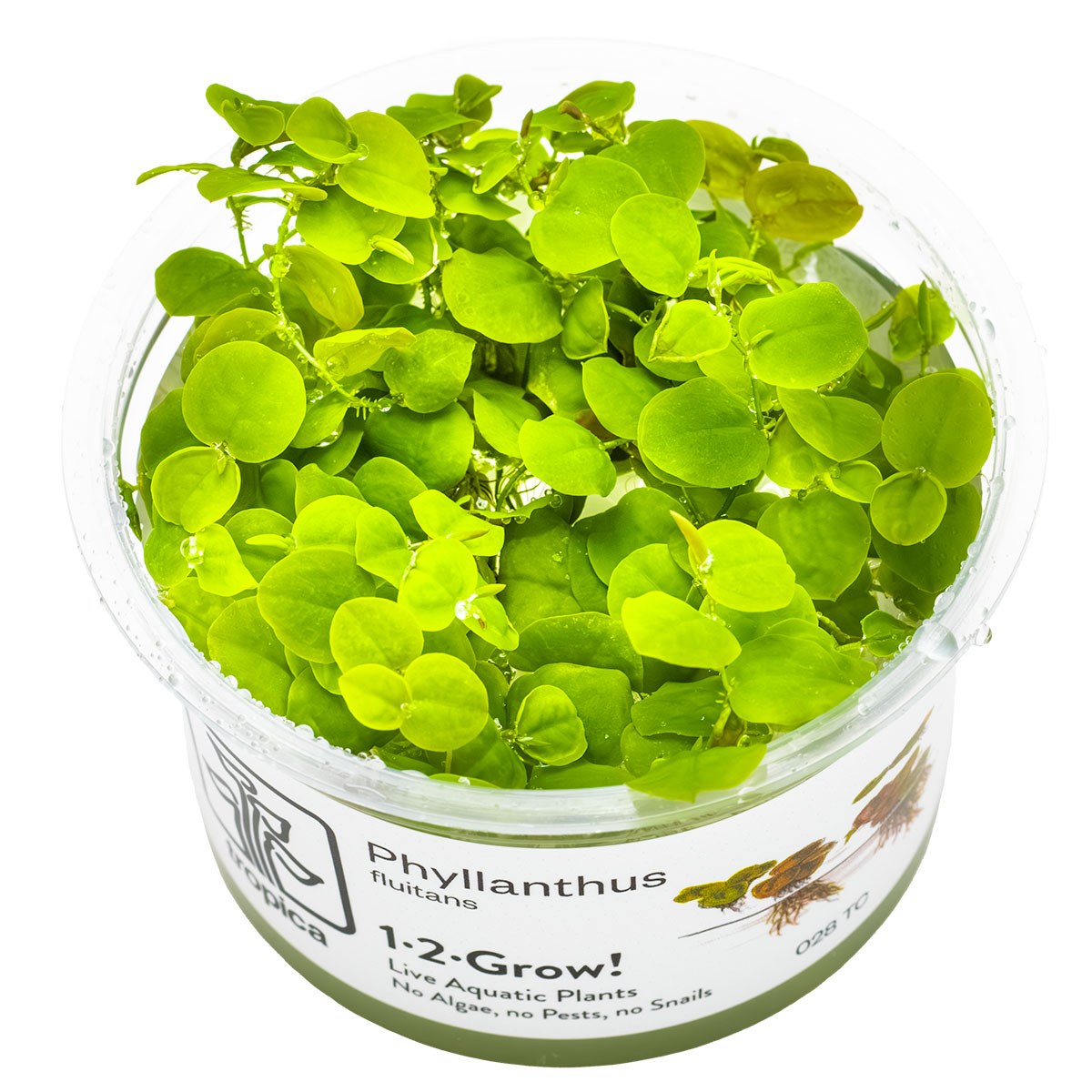 Phyllanthus fluitans Floating Aquarium Plant — 1-2-Grow!