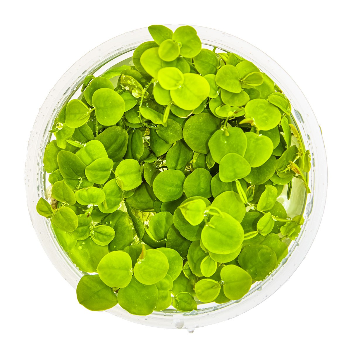 Phyllanthus fluitans Floating Aquarium Plant — 1-2-Grow!