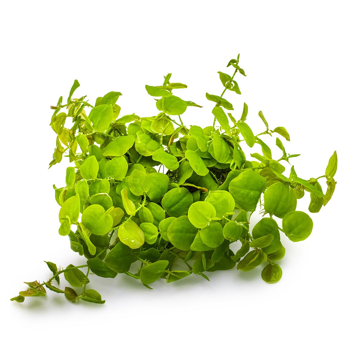 Phyllanthus fluitans Floating Aquarium Plant — 1-2-Grow!