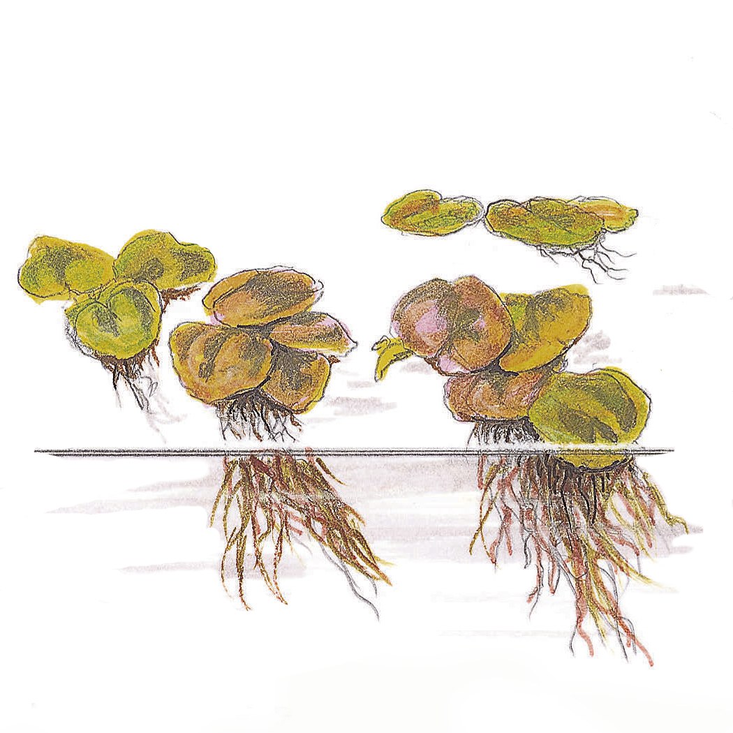 Phyllanthus fluitans Floating Aquarium Plant — 1-2-Grow!