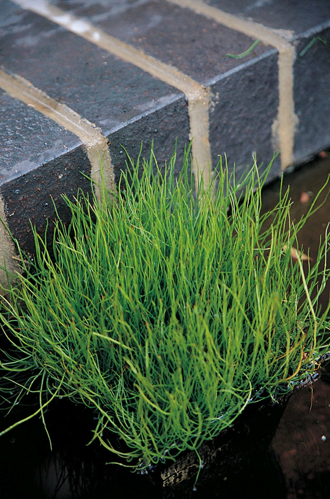 Pilularia Globulifera (Pillwort) - Native Pond Fern