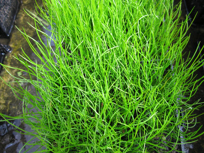 Pilularia Globulifera (Pillwort) - Native Pond Fern