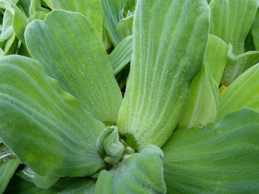 Pistia Stratiotes (Water Lettuce) Floating Pond Plants, Pack of 5